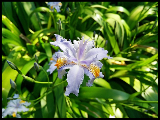 macro photography fotografia macro guida