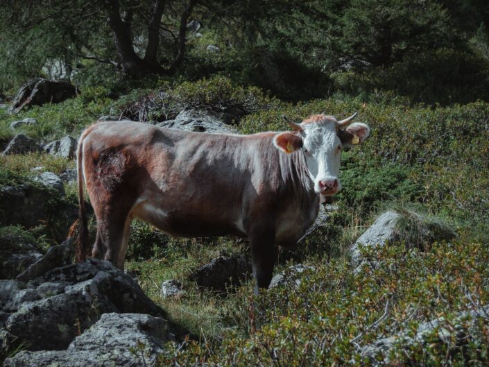 Fotografia di montagna mucche al pascolo