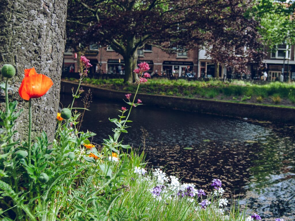 delft paesi bassi city landscape canale fiori