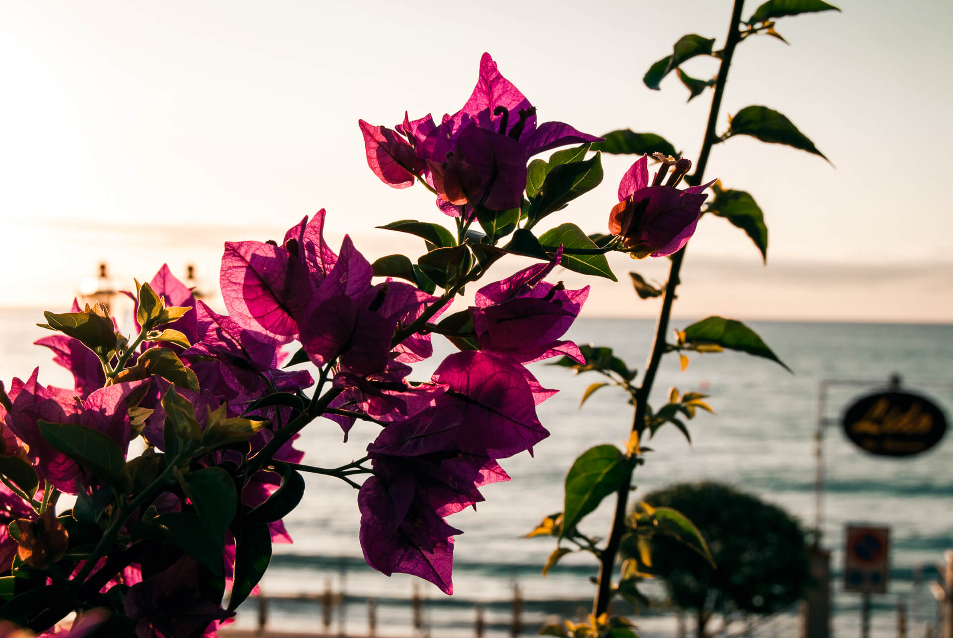 fiore viola lungomare