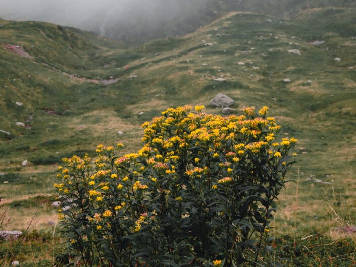 passo verrobbio valle brembana nebbia montagna fiori gialli