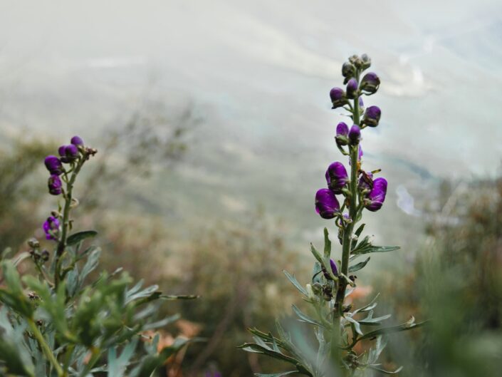 passo verrobbio valle brembana nebbia montagna fiori viola