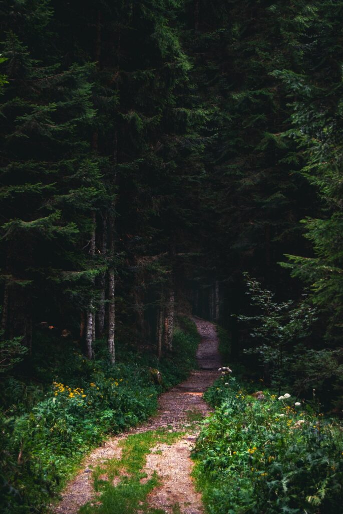 landscape photography mountain trail in the woods photo