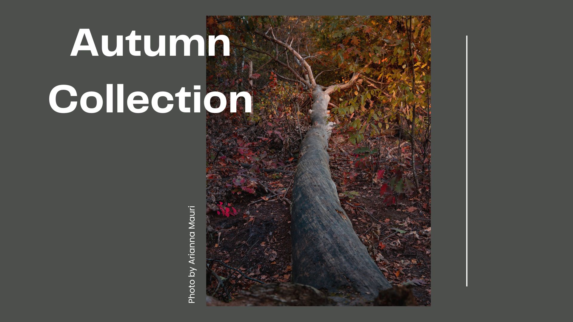 autumn-collection-single-portoflio-header